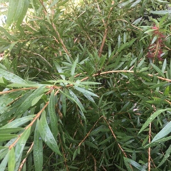 Callistemon viminalis Leaf