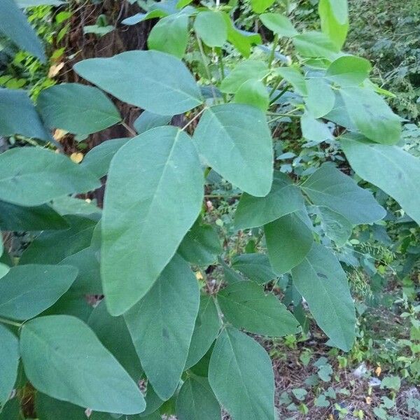 Desmodium tortuosum Hostoa