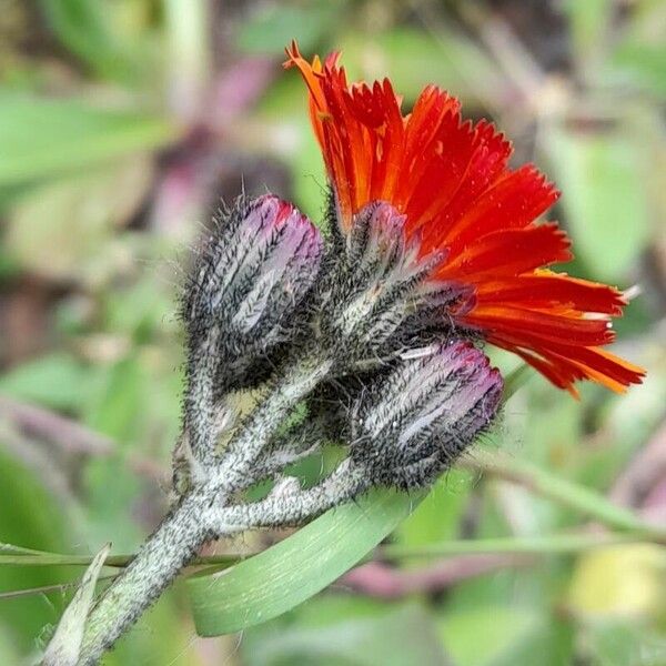 Pilosella aurantiaca ফুল