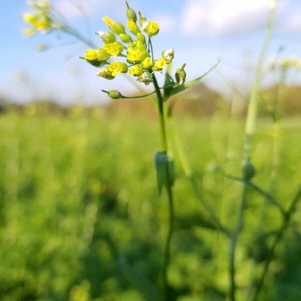 Camelina sativa Flors