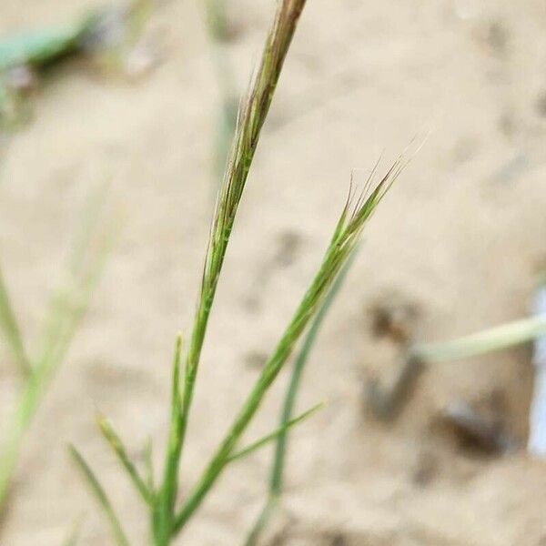 Festuca myuros Flower