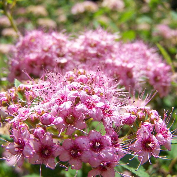 Spiraea japonica 花