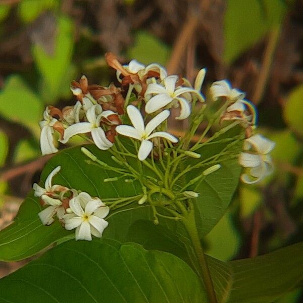 Holarrhena pubescens Flower