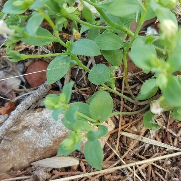 Linaria triphylla 葉
