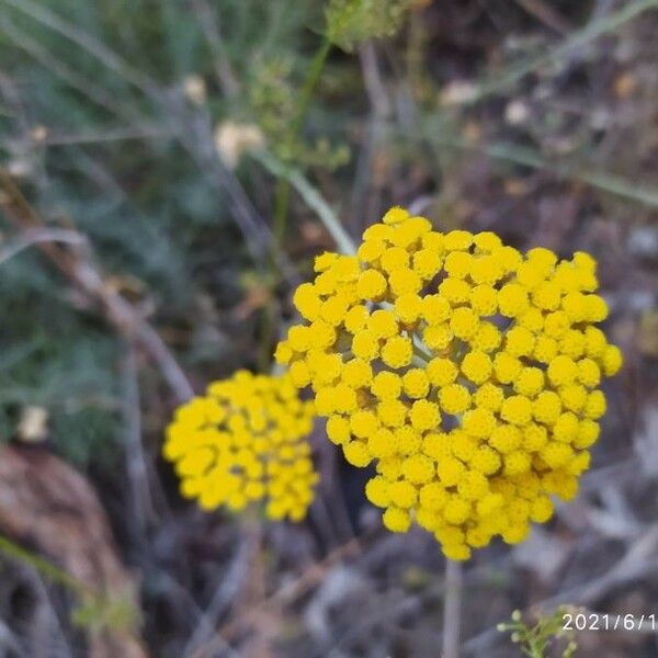 Achillea ageratum Квітка