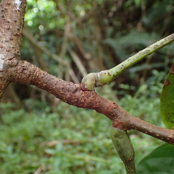 Callichlamys latifolia Кара