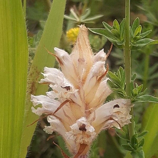 Orobanche picridis Flors