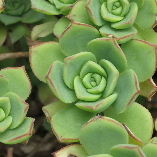 Aeonium valverdense Other