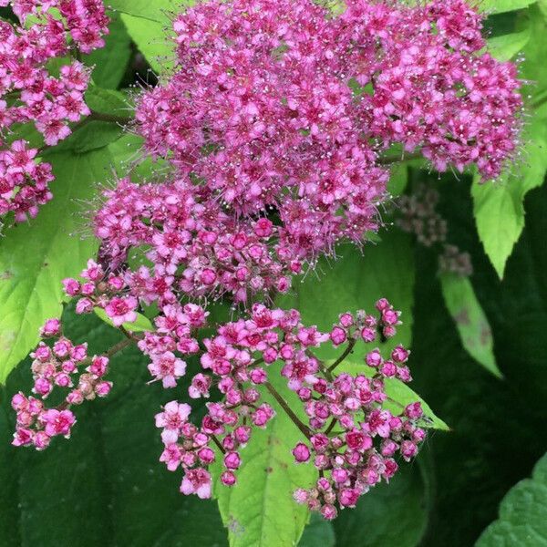 Spiraea japonica Virág