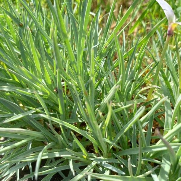 Dianthus plumarius Leaf