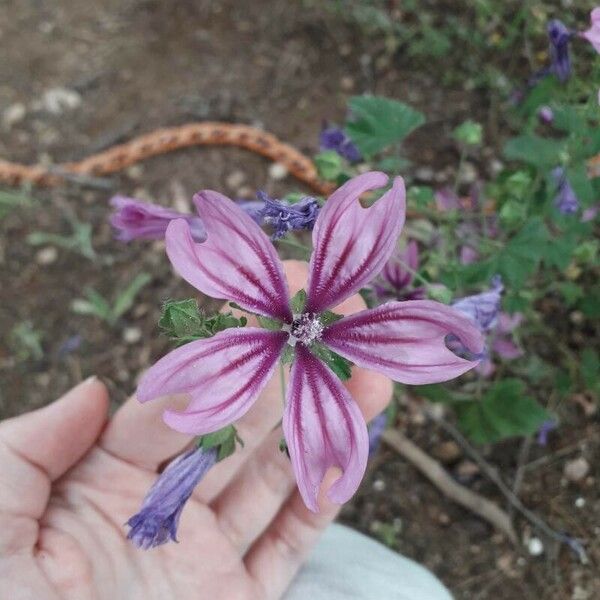 Malva sylvestris 花