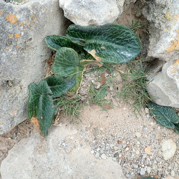 Arum pictum Leaf