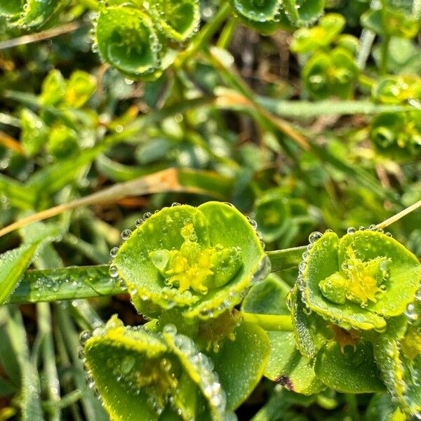 Euphorbia portlandica Цветок