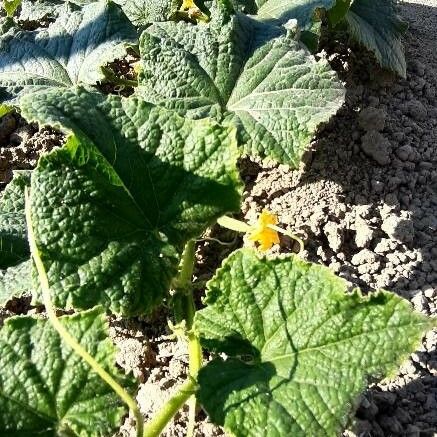 Cucumis sativus Leaf