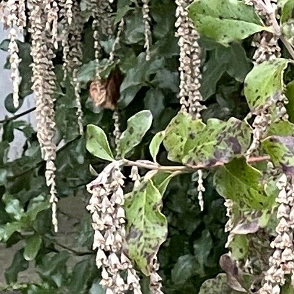 Garrya elliptica Folio