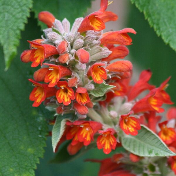 Colquhounia coccinea Flower