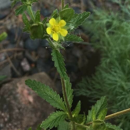 Potentilla norvegica Blomst