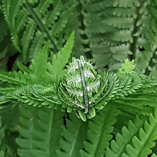 Onoclea struthiopteris Leaf