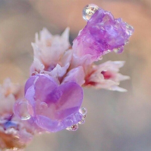 Limonium narbonense Kvet