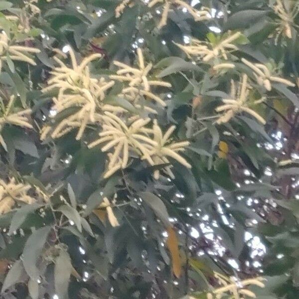 Acacia mangium Flor