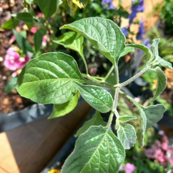 Capsicum pubescens Levél