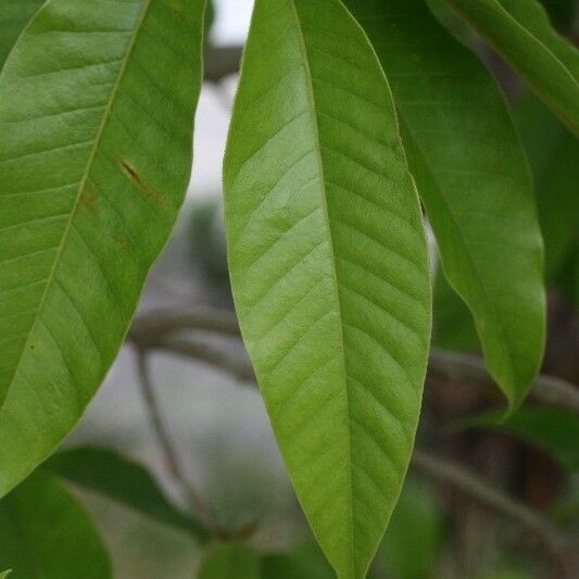 Michelia champaca Leaf