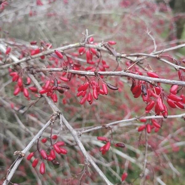 Berberis vulgaris Vili