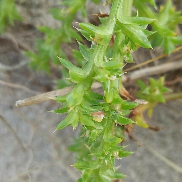 Salsola tragus 葉