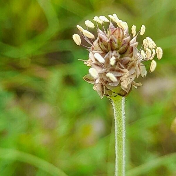 Plantago ovata 花