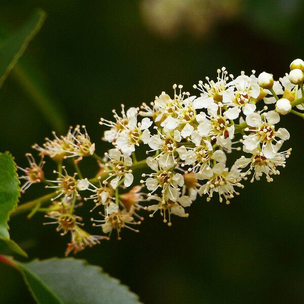 Prunus serotina Flower