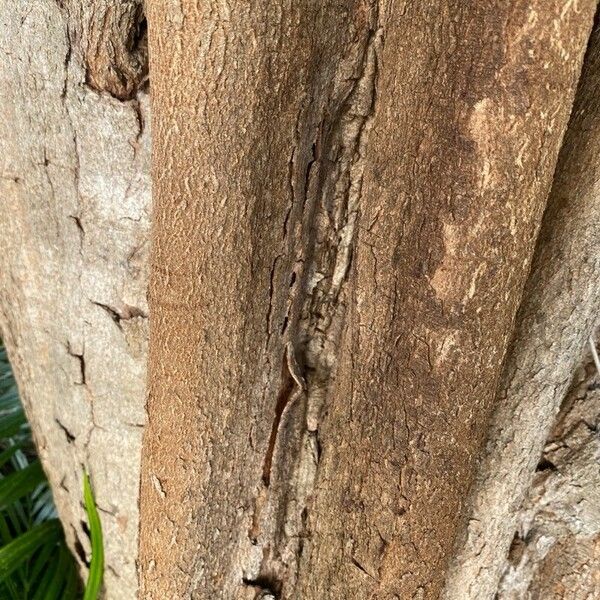 Haematoxylum campechianum 樹皮