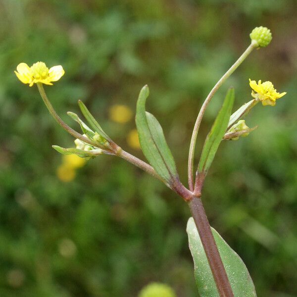 Ranunculus ophioglossifolius Feuille