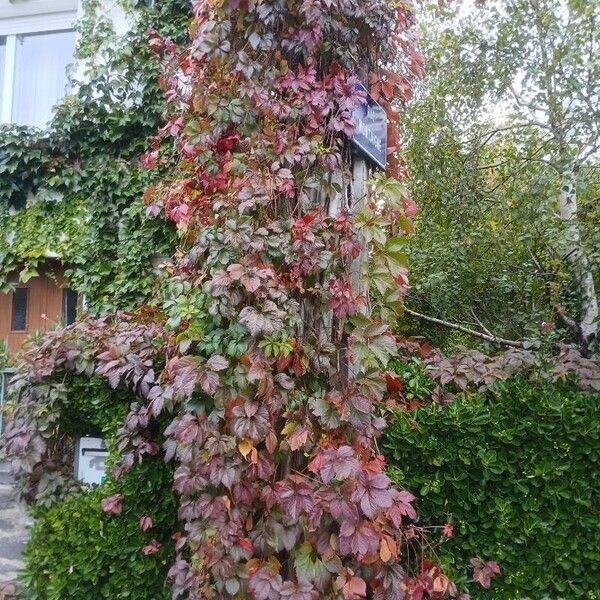 Parthenocissus inserta Tervik taim