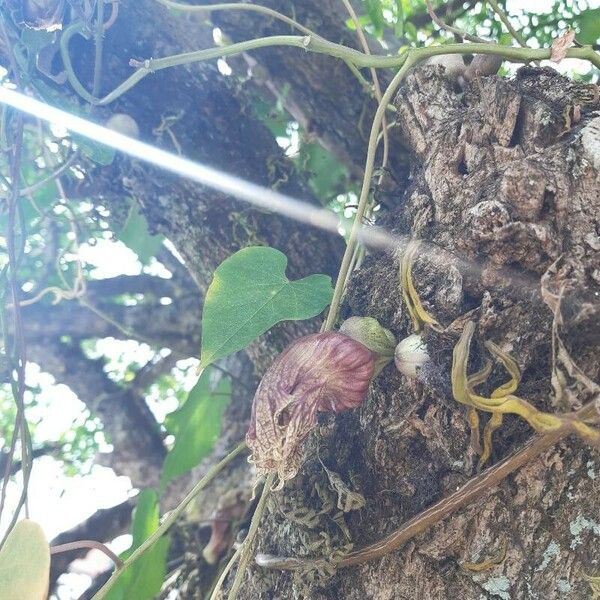 Crescentia alata Flor