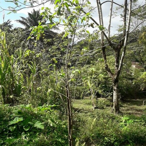 Gossypium barbadense Habitat