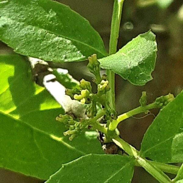 Zanthoxylum bungeanum Flower