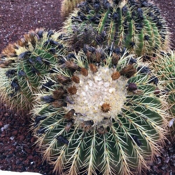 Echinocactus grusonii ᱥᱟᱠᱟᱢ