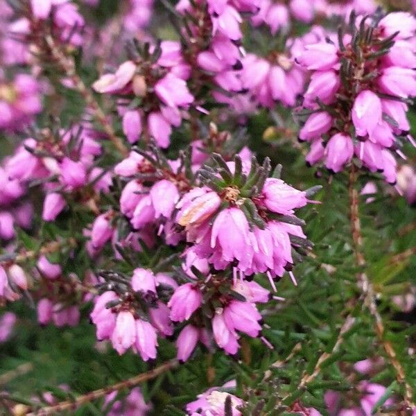 Erica cinerea Flower