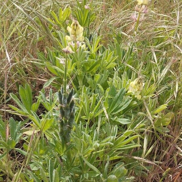 Lupinus gredensis ᱛᱟᱦᱮᱸ