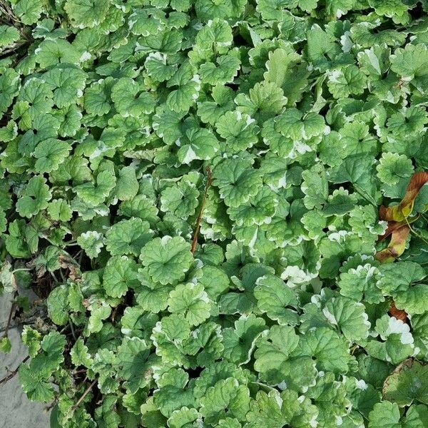 Tellima grandiflora Habitus