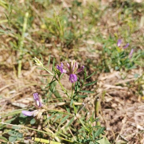 Astragalus danicus 花