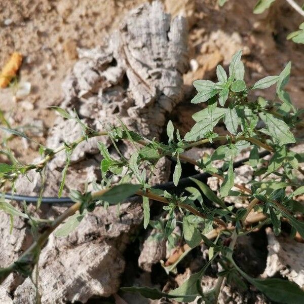 Amaranthus blitoides Arall