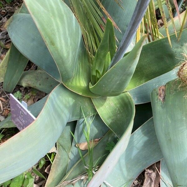 Aloe striata Leaf