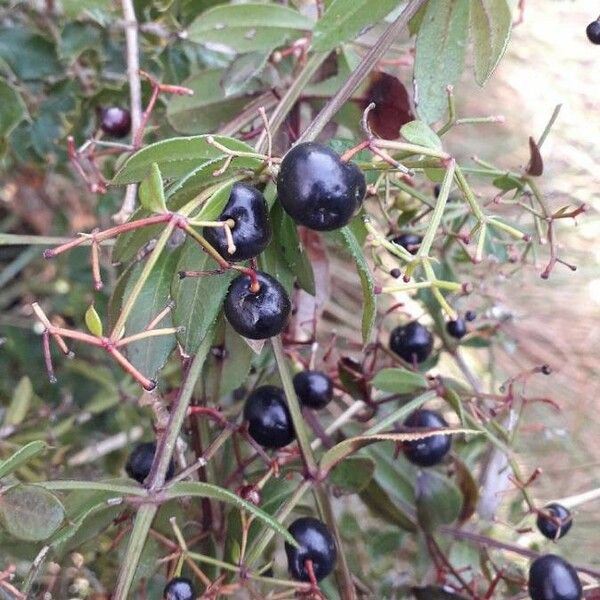 Rubia peregrina Fruit