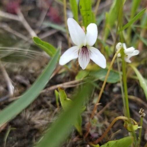 Viola lanceolata Fiore