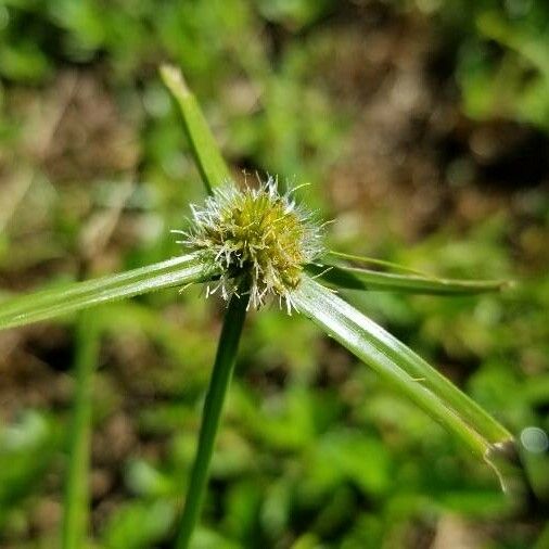 Cyperus brevifolius Blomst