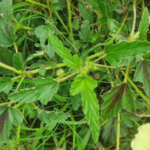 Monsonia longipes Blatt