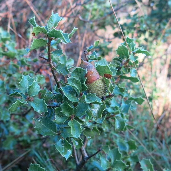 Quercus coccifera Levél