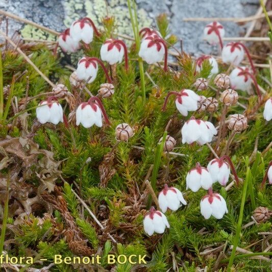 Cassiope hypnoides Агульны выгляд