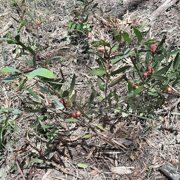 Acacia longifolia ശീലം